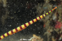 Pregnant banded pipe fish by Alex Lim 